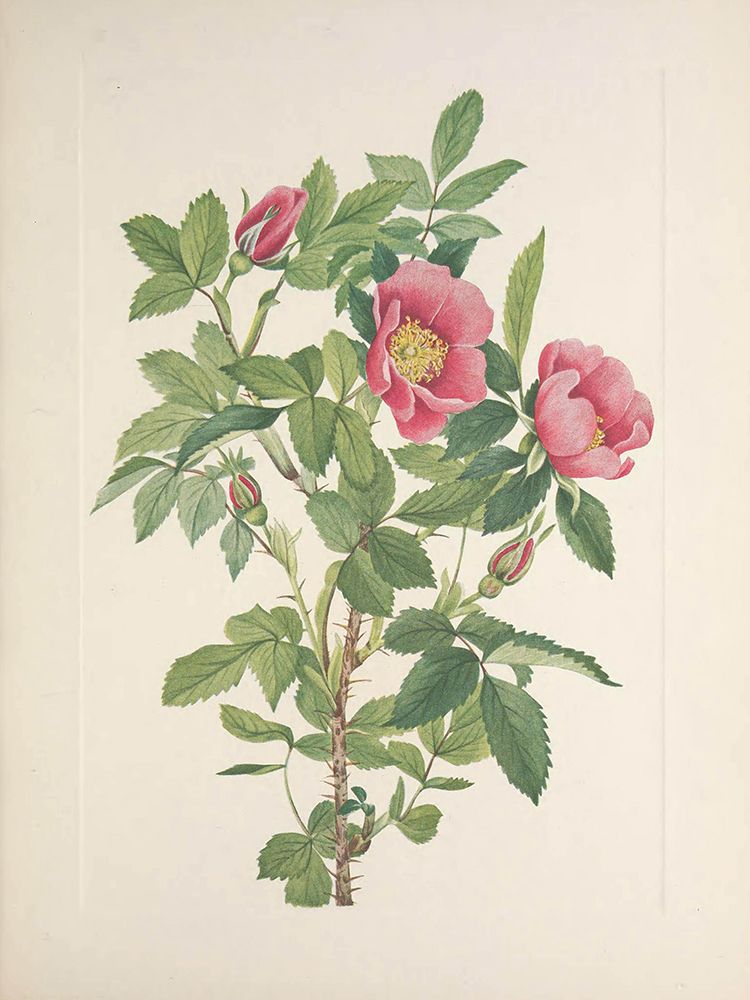North American Wild Flowers 1925 - Bourgeau Rose art print by Mary Walcott for $57.95 CAD