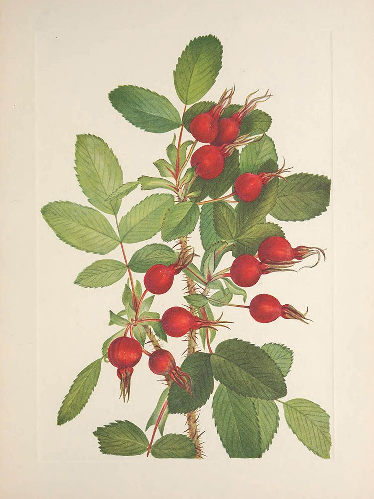 North American Wild Flowers 1925 - Bourgeau Rosehips art print by Mary Walcott for $57.95 CAD