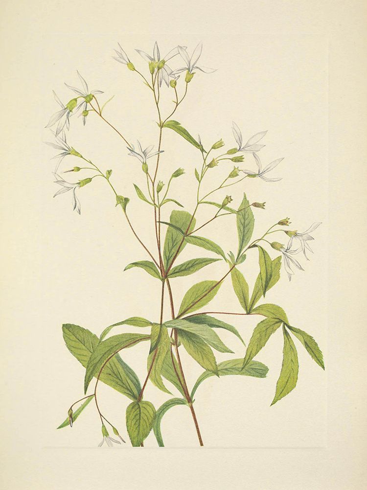 North American Wild Flowers 1925 - Bowmansroot art print by Mary Walcott for $57.95 CAD