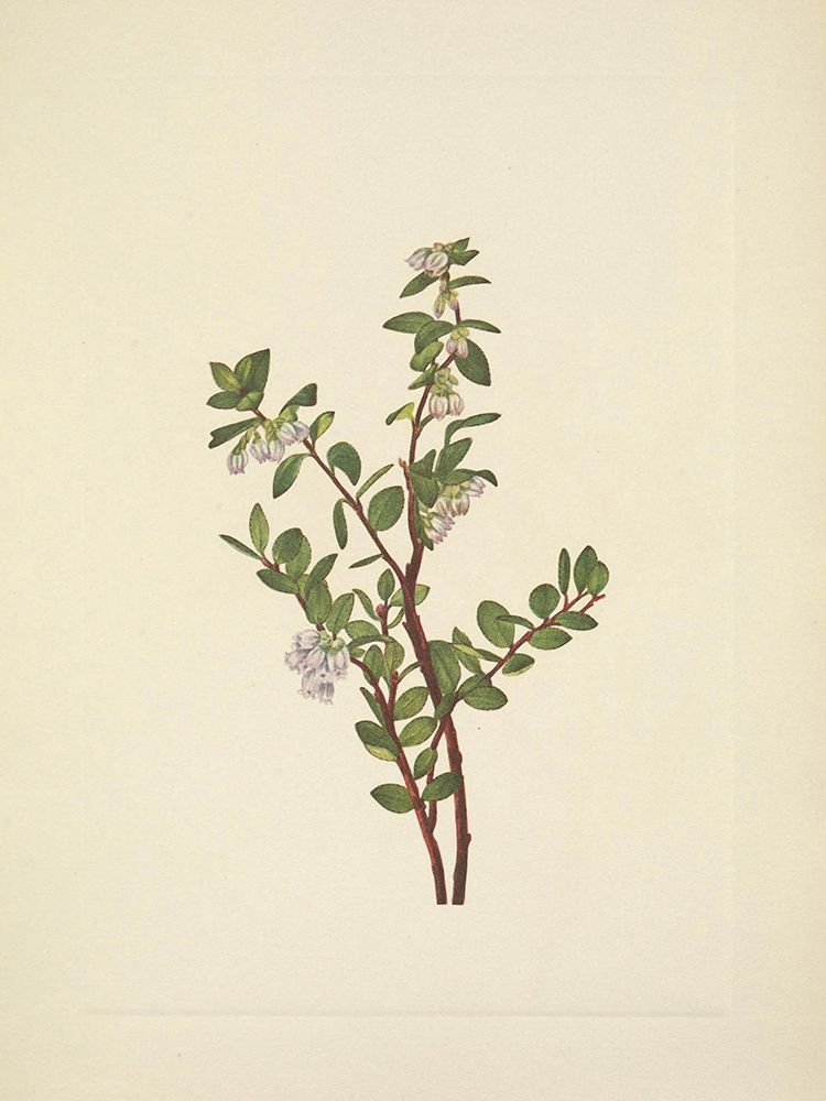 North American Wild Flowers 1925 - Box Huckleberry art print by Mary Walcott for $57.95 CAD