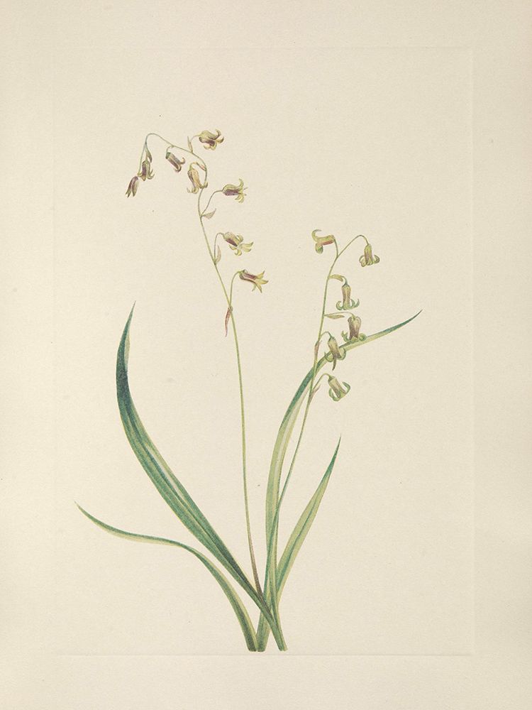 North American Wild Flowers 1925 - Bronzebells art print by Mary Walcott for $57.95 CAD