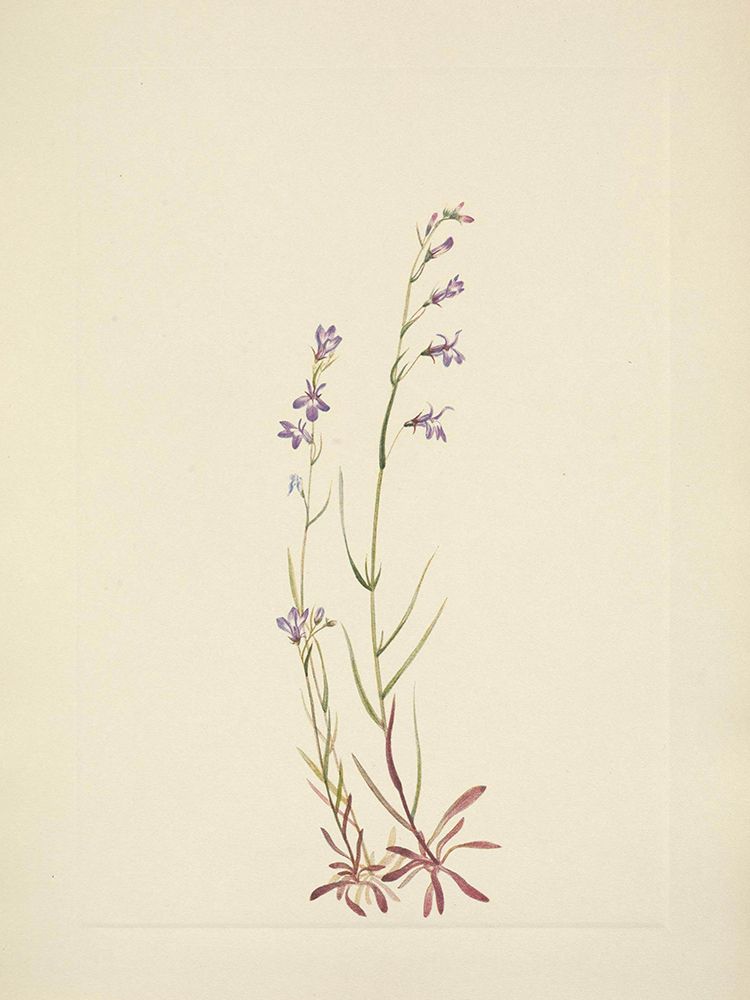 North American Wild Flowers 1925 - Brook Lobelia art print by Mary Walcott for $57.95 CAD