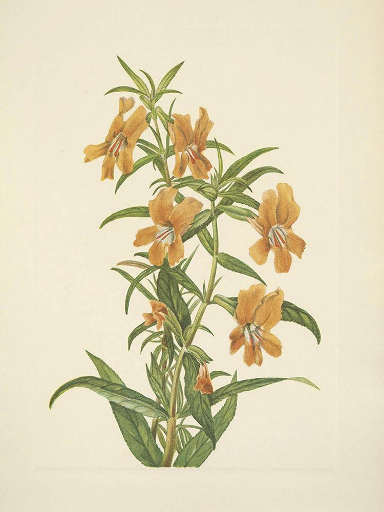 North American Wild Flowers 1925 - Buff Monkeyflower art print by Mary Walcott for $57.95 CAD