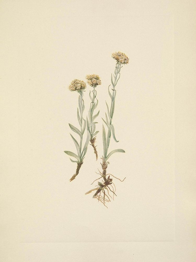 North American Wild Flowers 1925 - Buff Pussytoes art print by Mary Walcott for $57.95 CAD