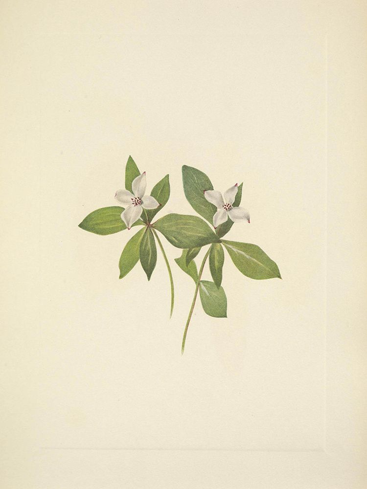 North American Wild Flowers 1925 - Bunchberry flower art print by Mary Walcott for $57.95 CAD