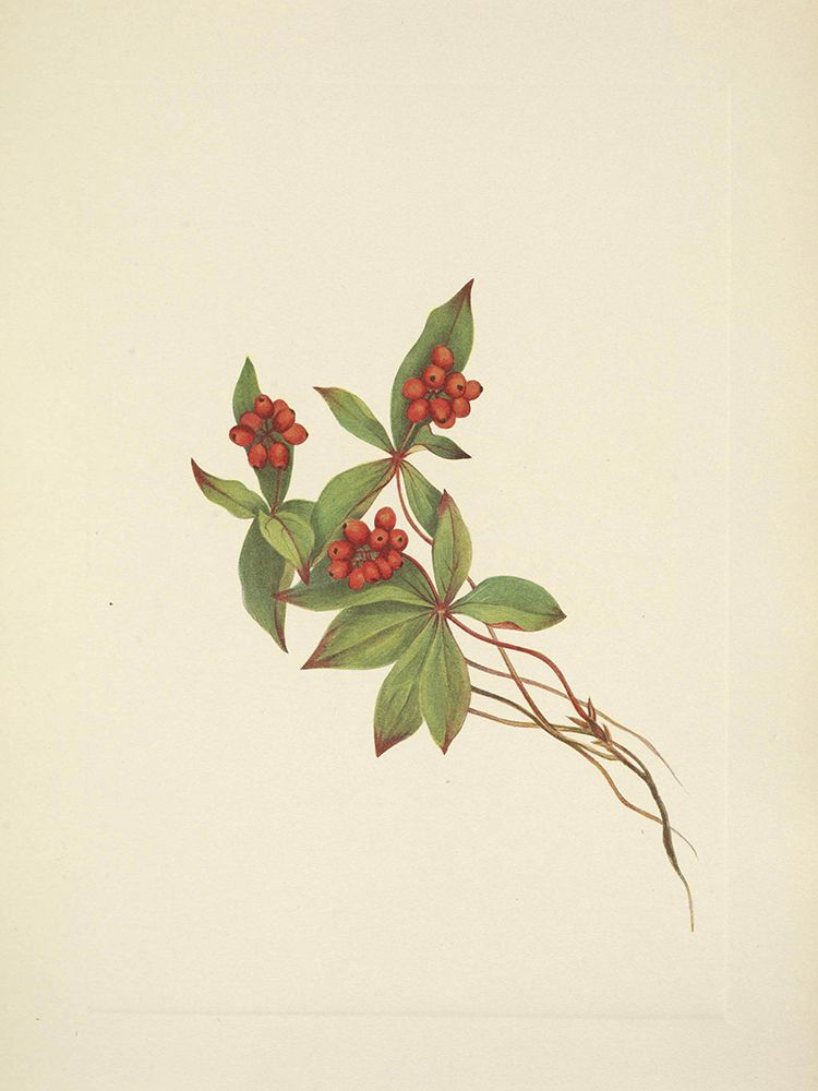 North American Wild Flowers 1925 - Bunchberry fruit art print by Mary Walcott for $57.95 CAD