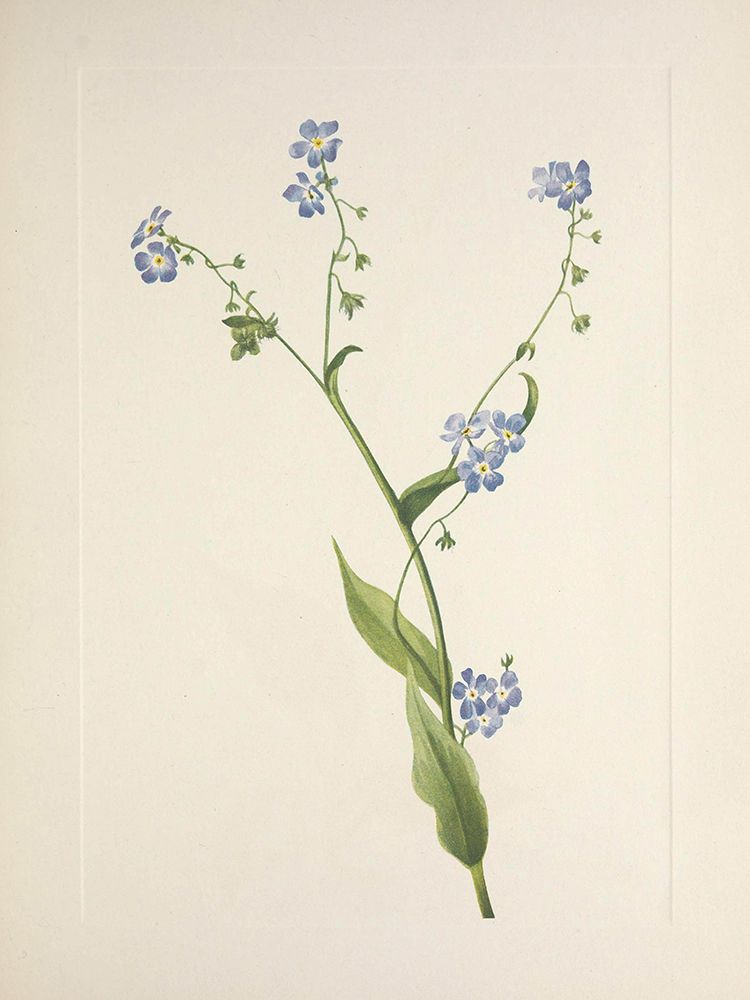North American Wild Flowers 1925 - Bur-forget-me-not art print by Mary Walcott for $57.95 CAD