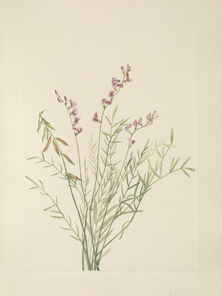 North American Wild Flowers 1925 - Burgess Milkvetch art print by Mary Walcott for $57.95 CAD