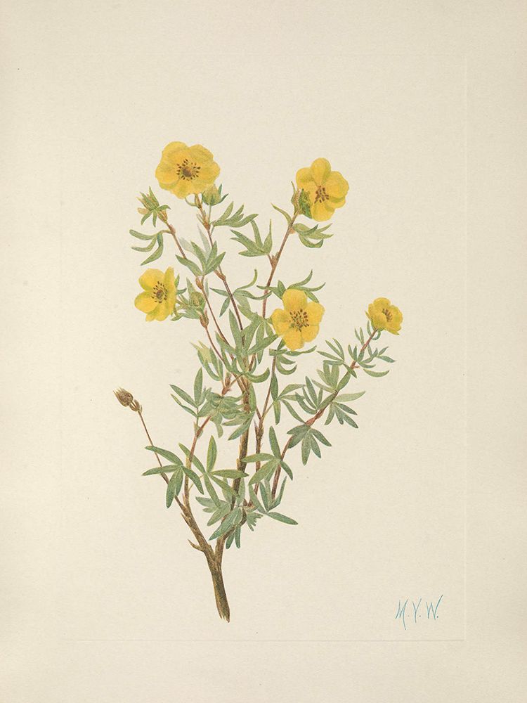North American Wild Flowers 1925 - Bush Cinquefoil art print by Mary Walcott for $57.95 CAD