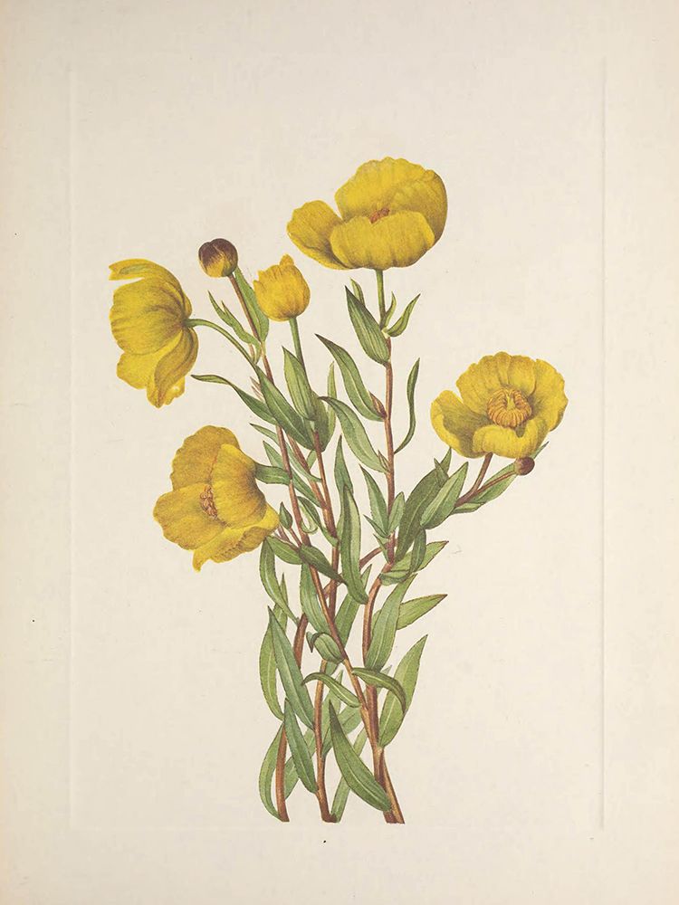 North American Wild Flowers 1925 - Bushpoppy art print by Mary Walcott for $57.95 CAD