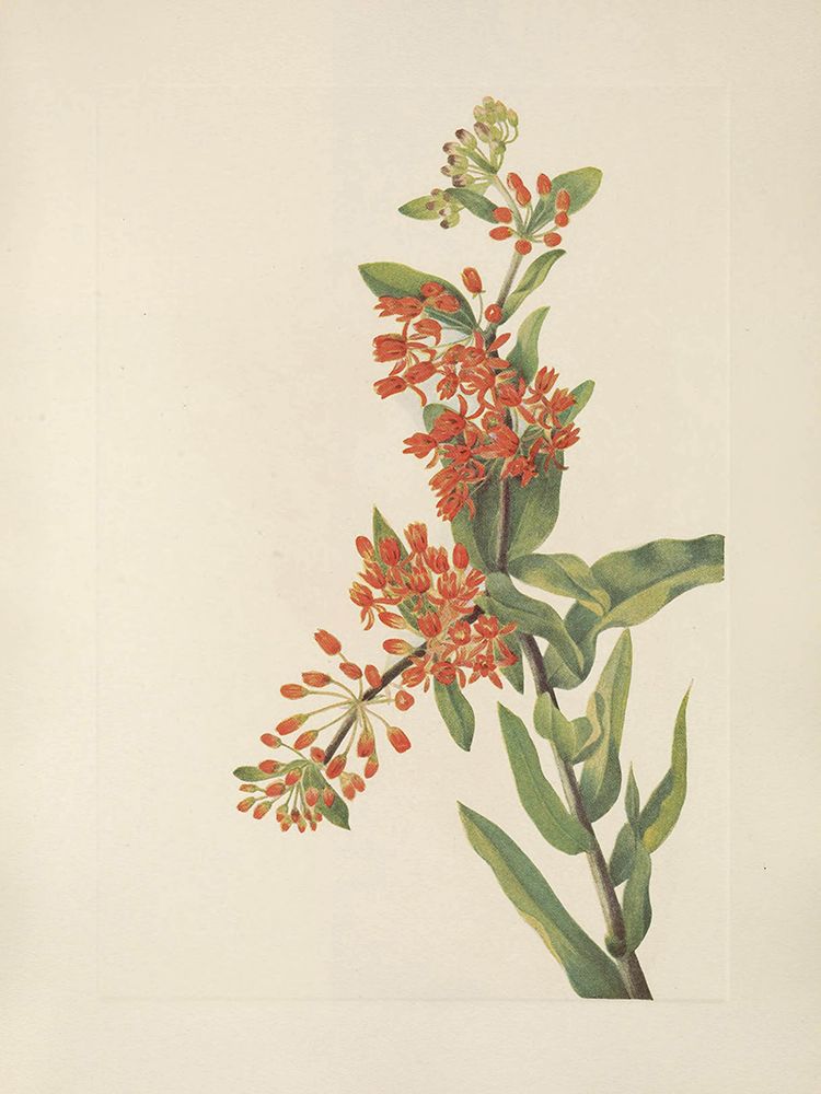 North American Wild Flowers 1925 - Butterflyweed art print by Mary Walcott for $57.95 CAD