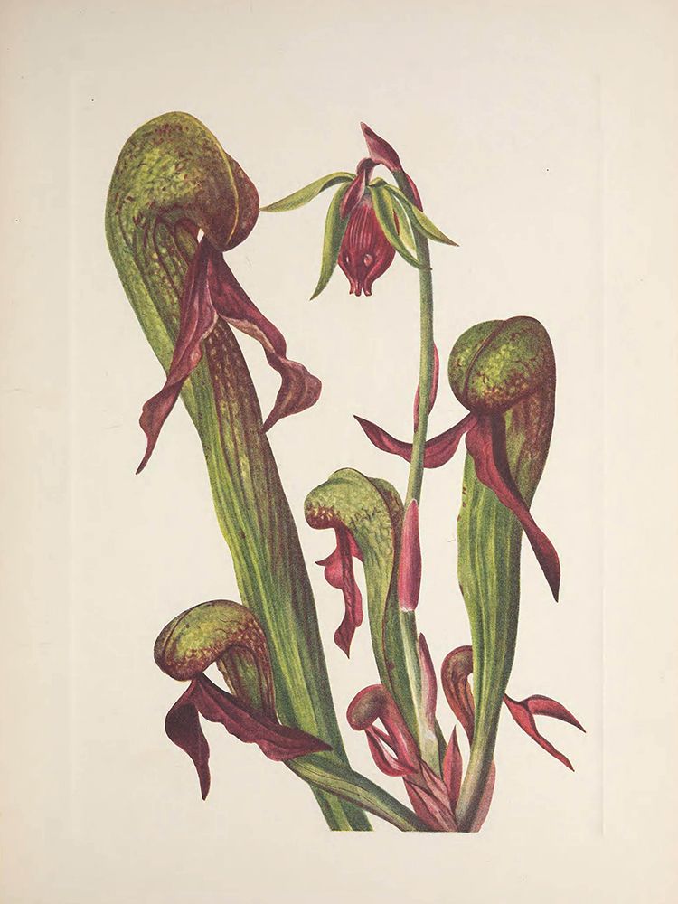 North American Wild Flowers 1925 - California Pitcherplant art print by Mary Walcott for $57.95 CAD
