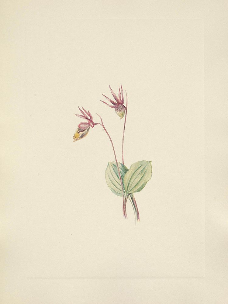 North American Wild Flowers 1925 - Calypso art print by Mary Walcott for $57.95 CAD
