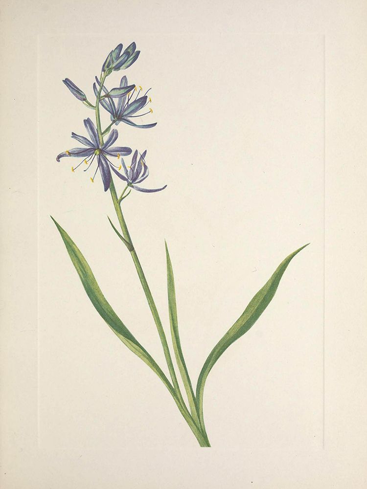 North American Wild Flowers 1925 - Camas art print by Mary Walcott for $57.95 CAD