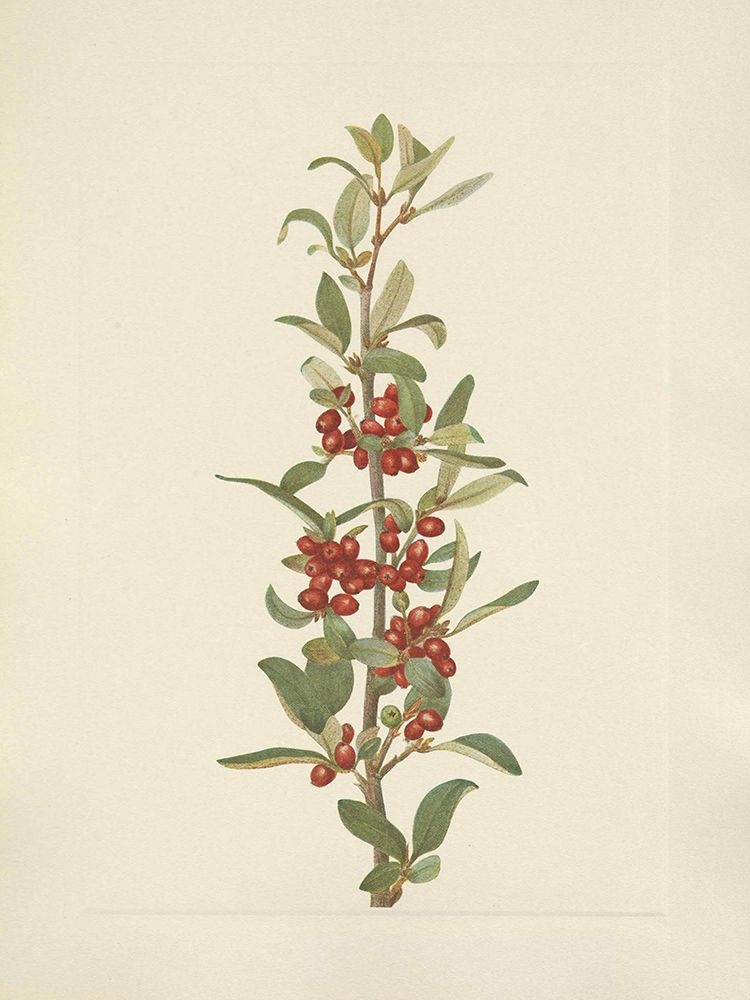 North American Wild Flowers 1925 - Canada Buffaloberry art print by Mary Walcott for $57.95 CAD