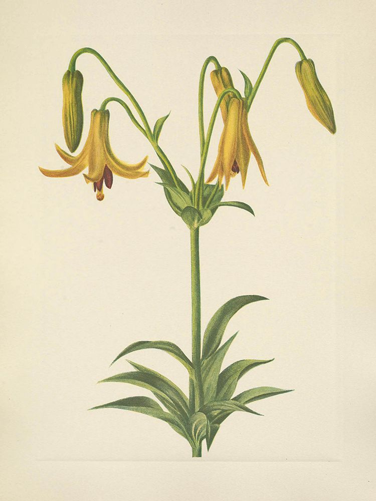 North American Wild Flowers 1925 - Canada Lily art print by Mary Walcott for $57.95 CAD