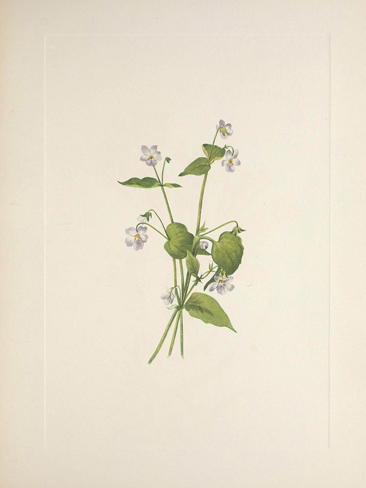 North American Wild Flowers 1925 - Canada Violet art print by Mary Walcott for $57.95 CAD