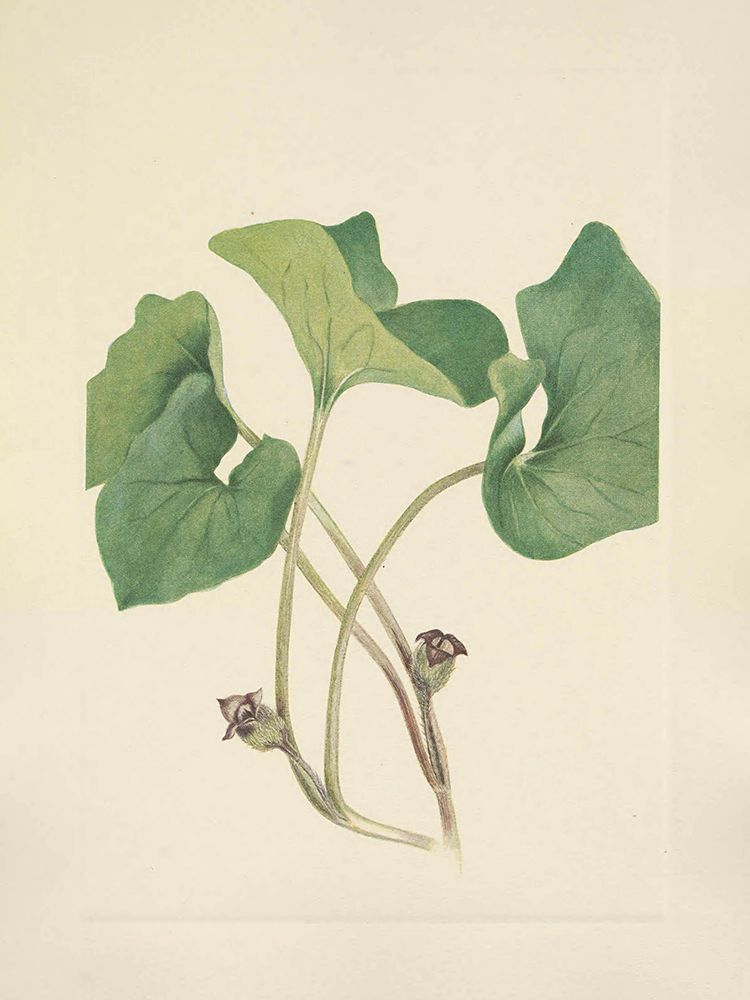 North American Wild Flowers 1925 - Canada Wildginger art print by Mary Walcott for $57.95 CAD