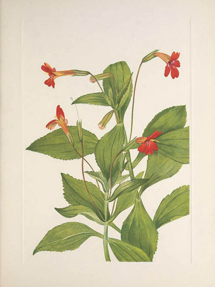 North American Wild Flowers 1925 - Cardinal Monkeyflower art print by Mary Walcott for $57.95 CAD