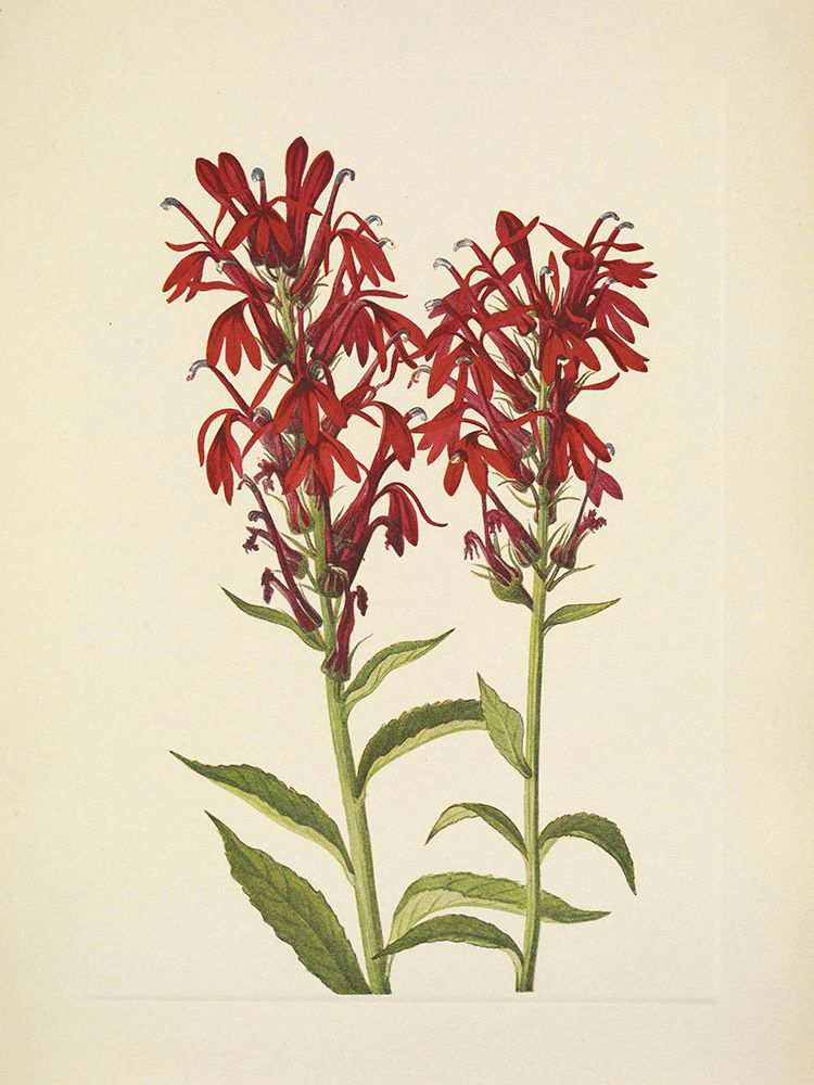 North American Wild Flowers 1925 - Cardinalflower art print by Mary Walcott for $57.95 CAD