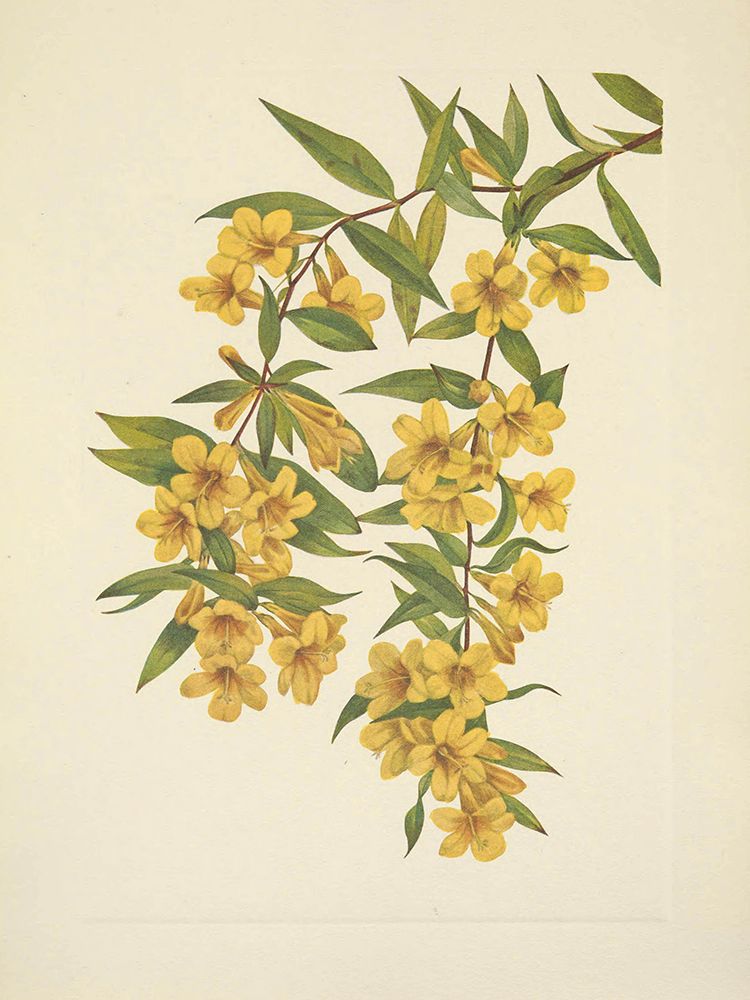 North American Wild Flowers 1925 - Carolina Jessamine art print by Mary Walcott for $57.95 CAD