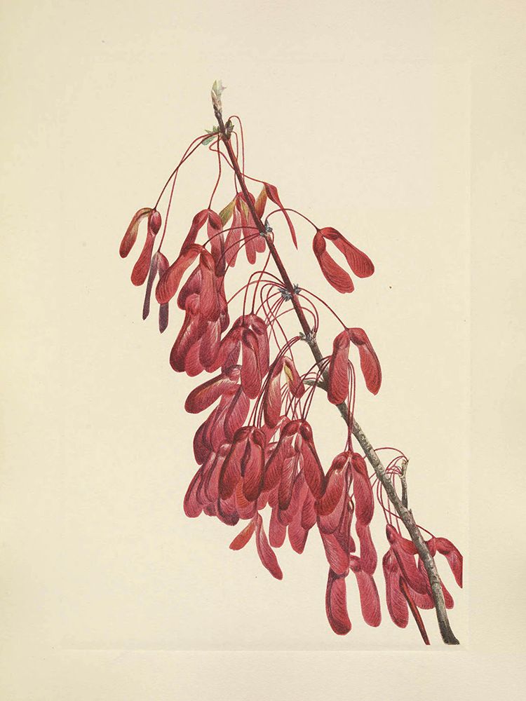 North American Wild Flowers 1925 - Carolina Maple art print by Mary Walcott for $57.95 CAD