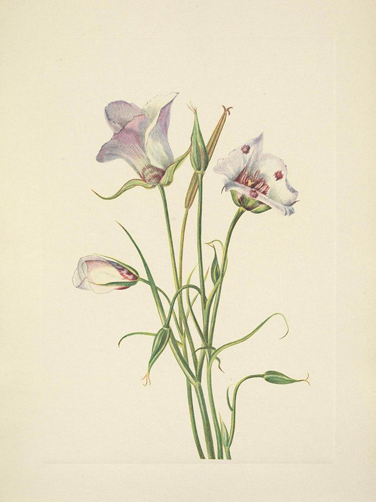 North American Wild Flowers 1925 - Catalina Mariposa art print by Mary Walcott for $57.95 CAD