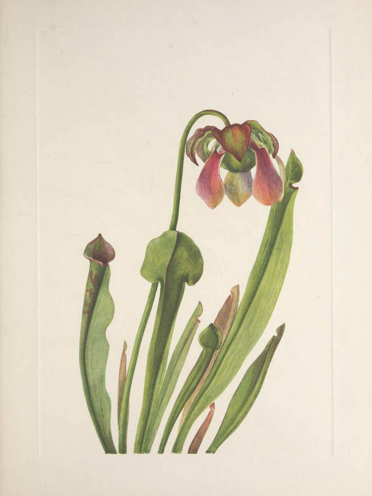 North American Wild Flowers 1925 - Catesby Pitcherplant art print by Mary Walcott for $57.95 CAD