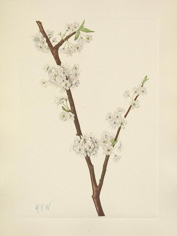 North American Wild Flowers 1925 - Chickasaw Plum art print by Mary Walcott for $57.95 CAD