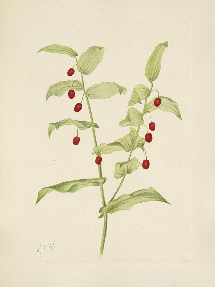 North American Wild Flowers 1925 - Clasping Twistedstalk art print by Mary Walcott for $57.95 CAD