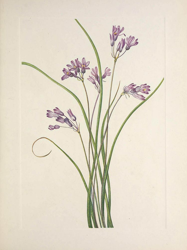 North American Wild Flowers 1925 - Clusterlily art print by Mary Walcott for $57.95 CAD