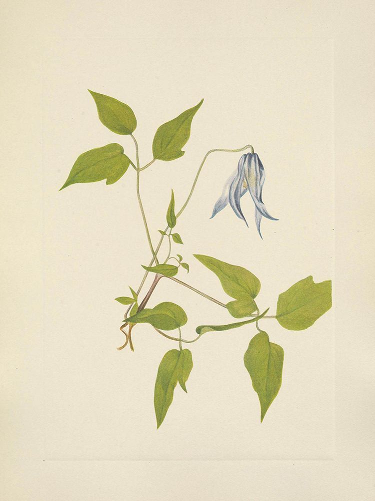 North American Wild Flowers 1925 - Columbia Clematis flower art print by Mary Walcott for $57.95 CAD