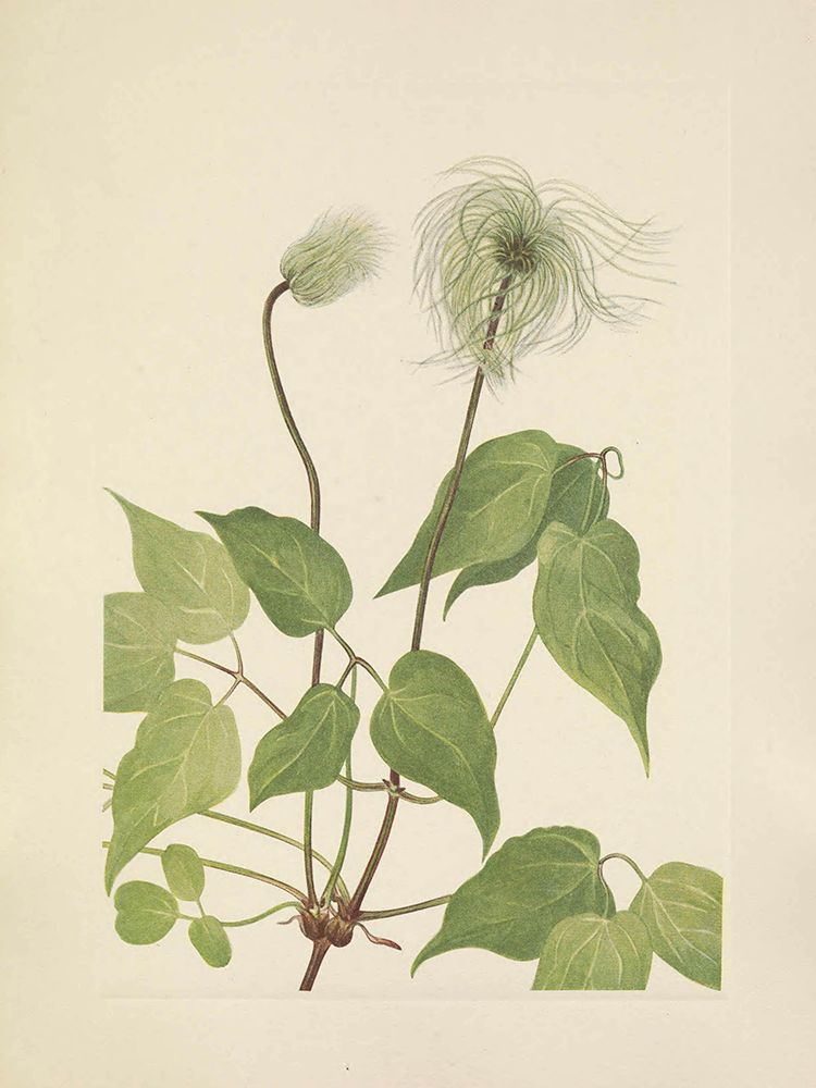 North American Wild Flowers 1925 - Columbia Clematis fruit art print by Mary Walcott for $57.95 CAD