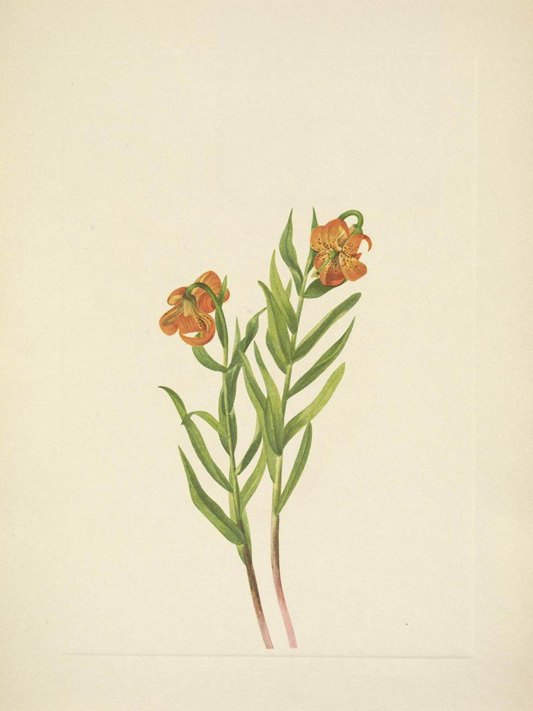 North American Wild Flowers 1925 - Columbia Lily art print by Mary Walcott for $57.95 CAD