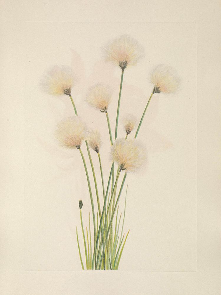 North American Wild Flowers 1925 - Cottongrass art print by Mary Walcott for $57.95 CAD