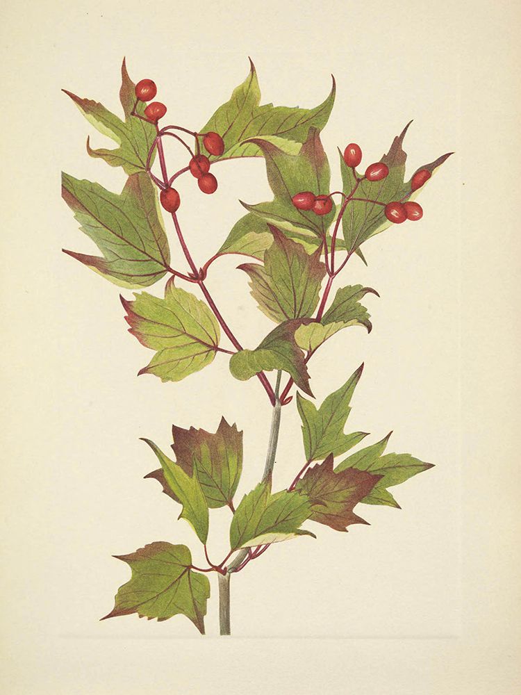North American Wild Flowers 1925 - Cranberry bush art print by Mary Walcott for $57.95 CAD