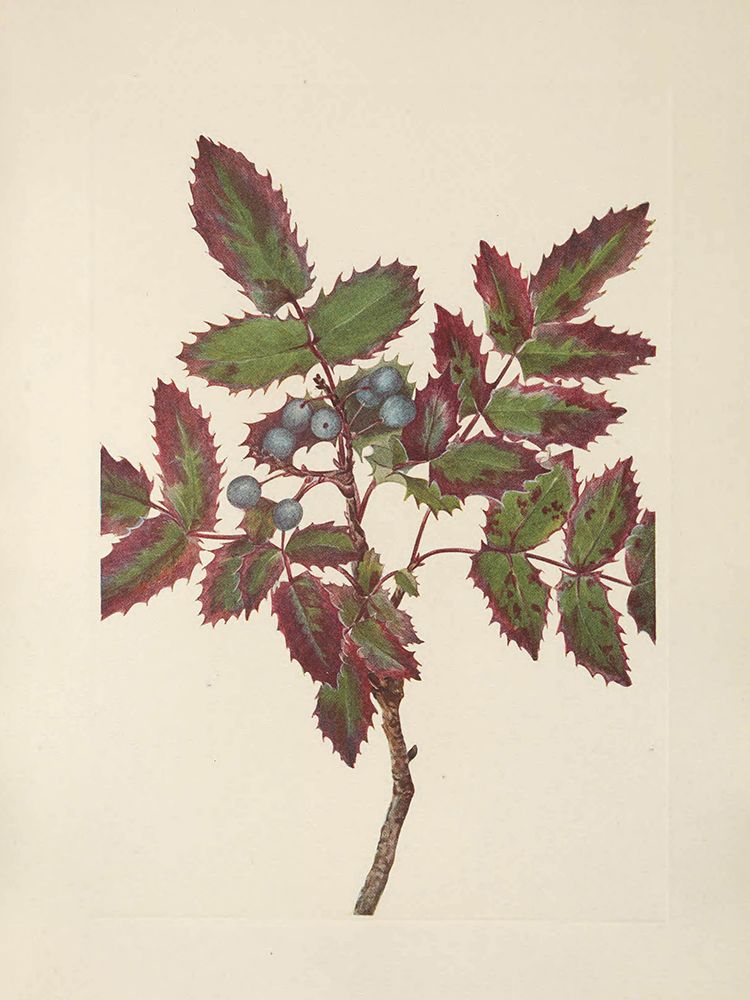 North American Wild Flowers 1925 - Creeping Hollygrape art print by Mary Walcott for $57.95 CAD