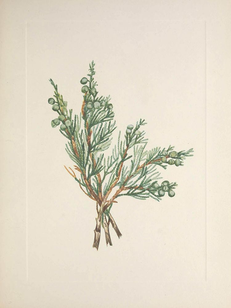 North American Wild Flowers 1925 - Creeping Juniper art print by Mary Walcott for $57.95 CAD