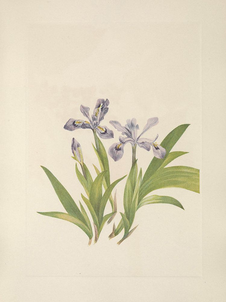 North American Wild Flowers 1925 - Crested Iris art print by Mary Walcott for $57.95 CAD