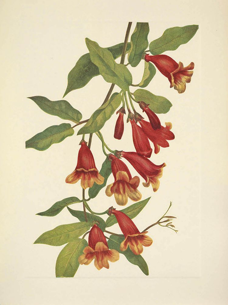 North American Wild Flowers 1925 - Crossvine art print by Mary Walcott for $57.95 CAD