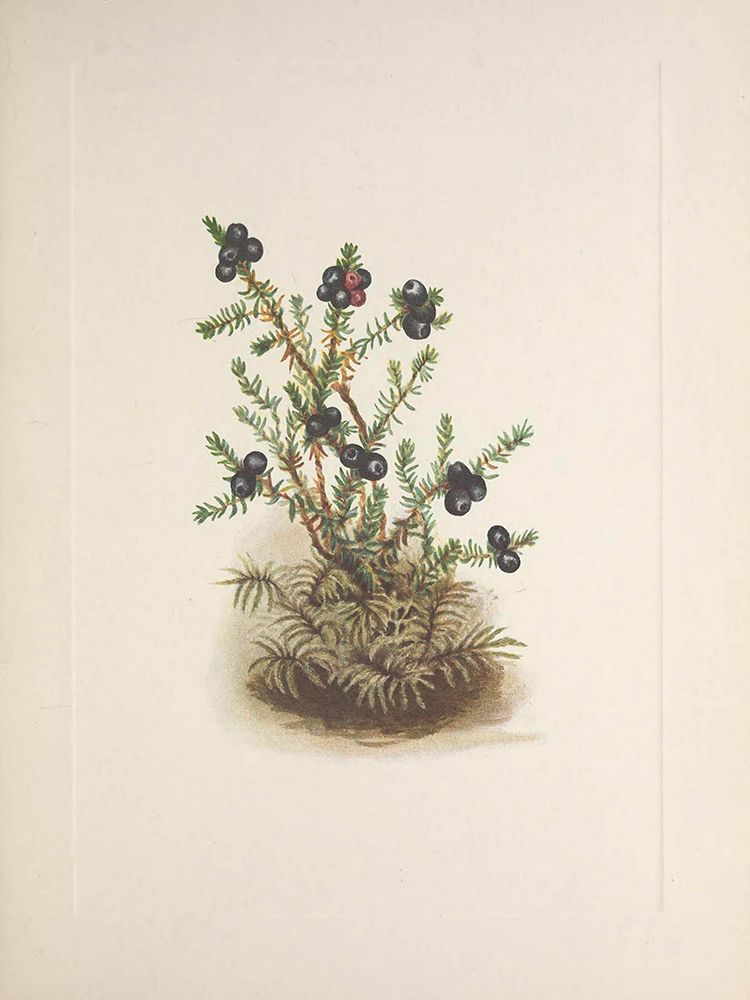 North American Wild Flowers 1925 - Crowberry art print by Mary Walcott for $57.95 CAD