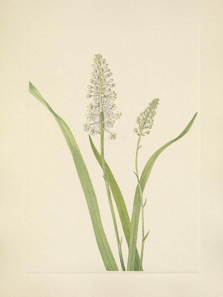 North American Wild Flowers 1925 - Crowpoison art print by Mary Walcott for $57.95 CAD