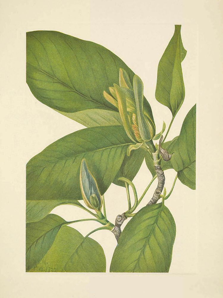 North American Wild Flowers 1925 - Cucumbertree art print by Mary Walcott for $57.95 CAD