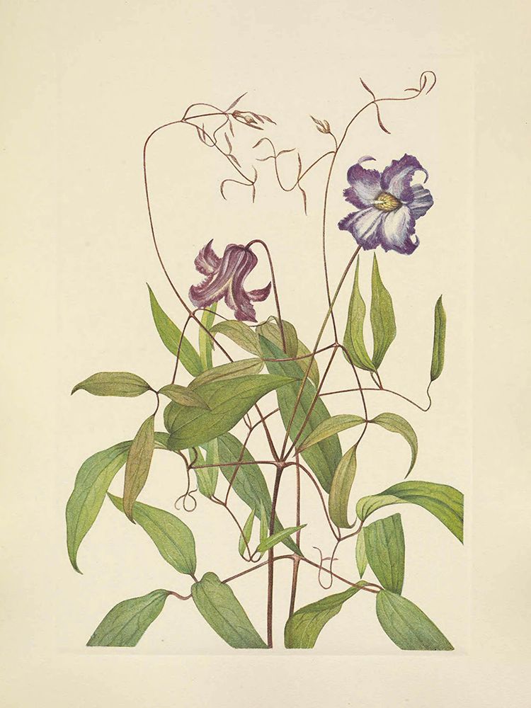 North American Wild Flowers 1925 - Curly Clematis art print by Mary Walcott for $57.95 CAD