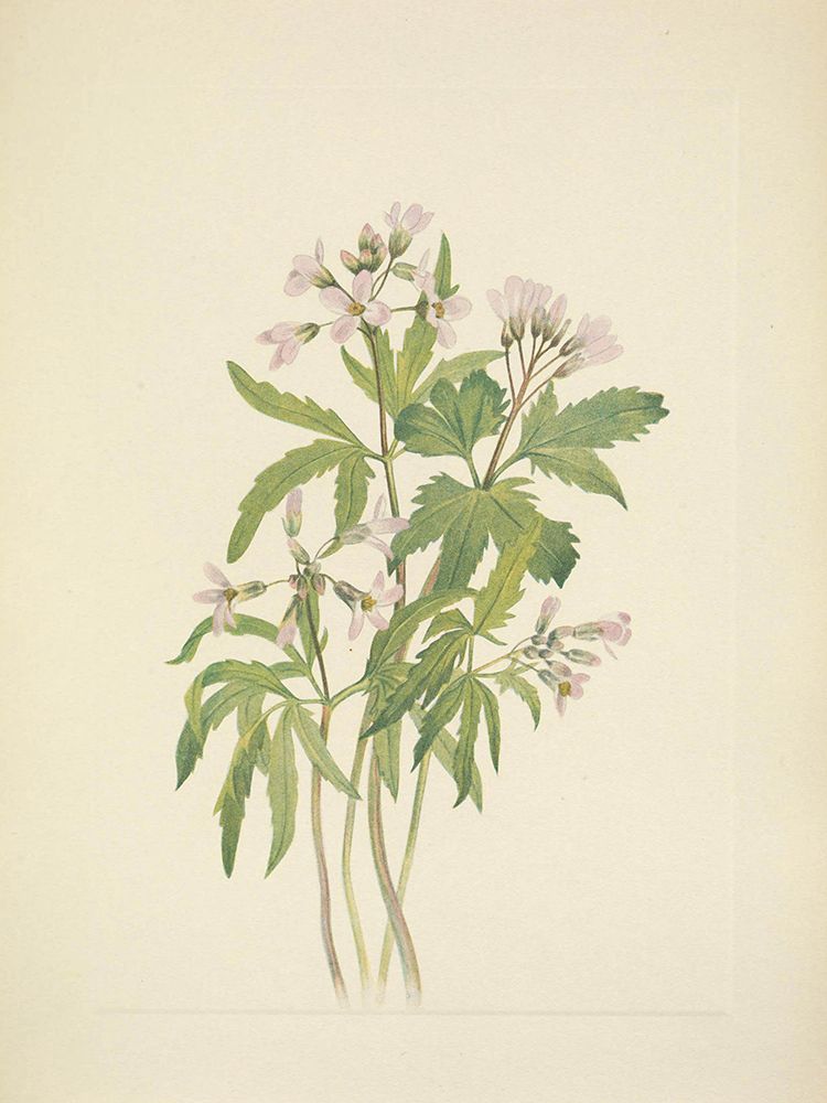 North American Wild Flowers 1925 - Cut Toothwort art print by Mary Walcott for $57.95 CAD