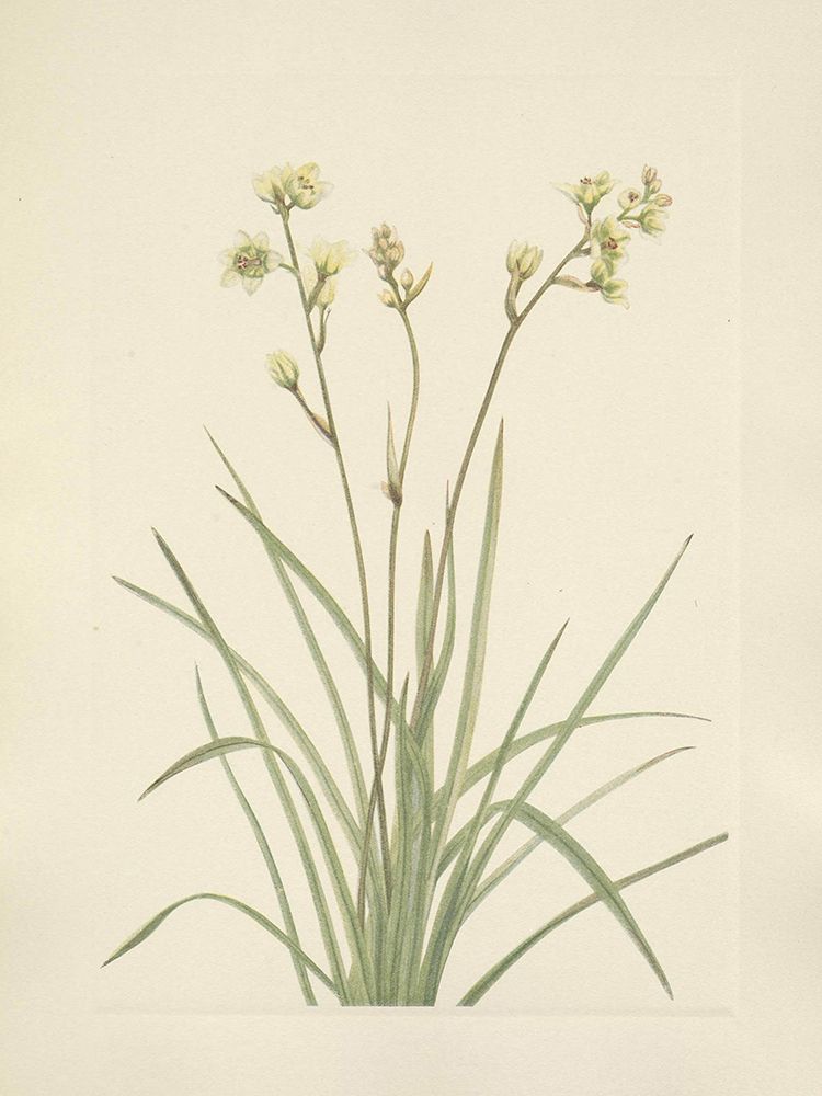 North American Wild Flowers 1925 - Deathcamas art print by Mary Walcott for $57.95 CAD