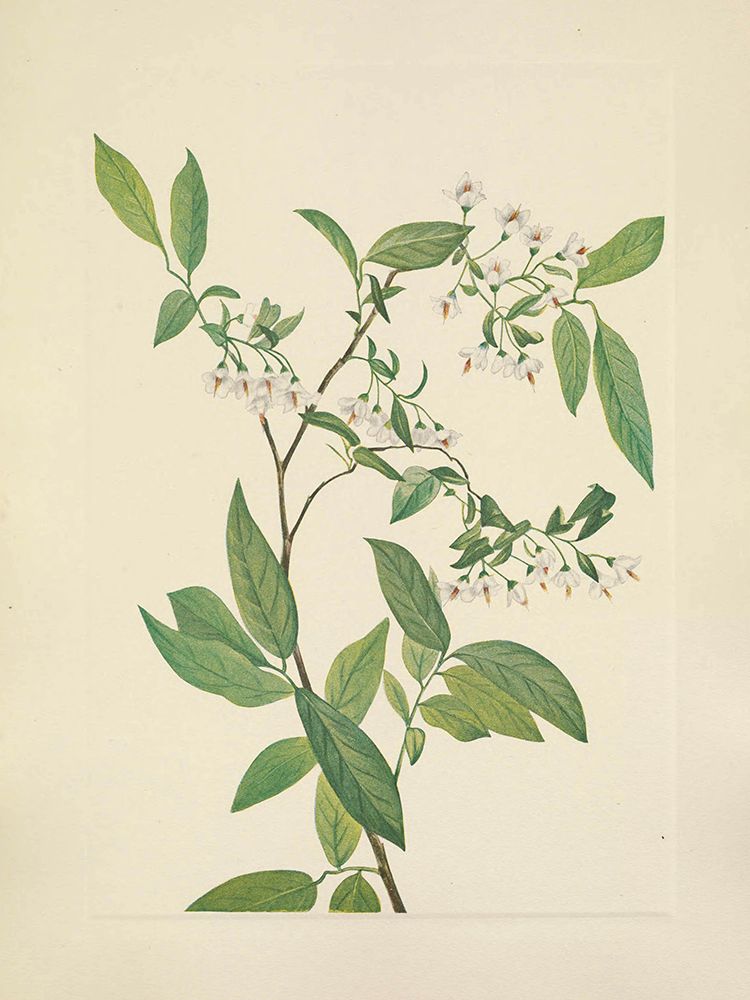North American Wild Flowers 1925 - Deerberry art print by Mary Walcott for $57.95 CAD