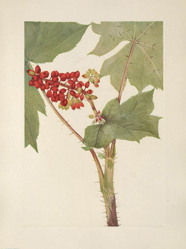 North American Wild Flowers 1925 - Devilsclub art print by Mary Walcott for $57.95 CAD