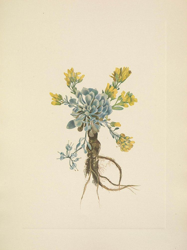 North American Wild Flowers 1925 - Double Bladderpod flower art print by Mary Walcott for $57.95 CAD