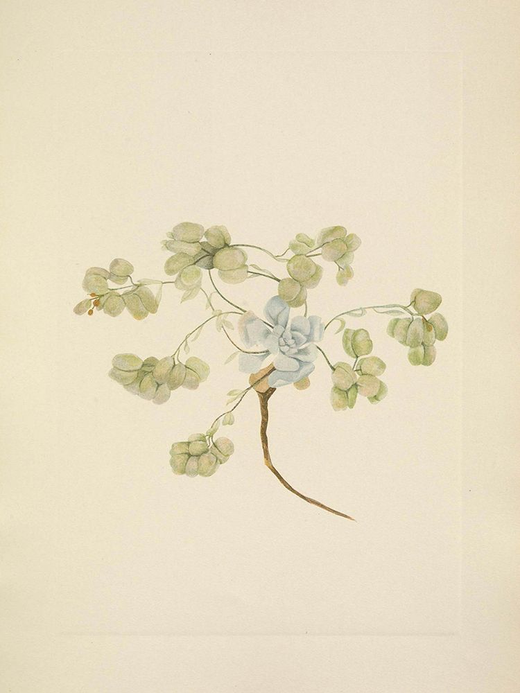 North American Wild Flowers 1925 - Double Bladderpod fruit art print by Mary Walcott for $57.95 CAD